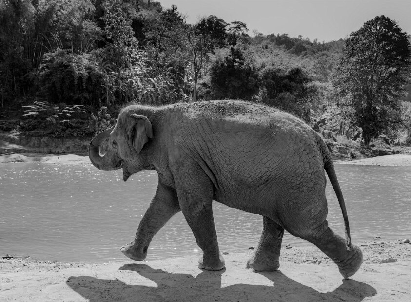 Elephant Nature Park