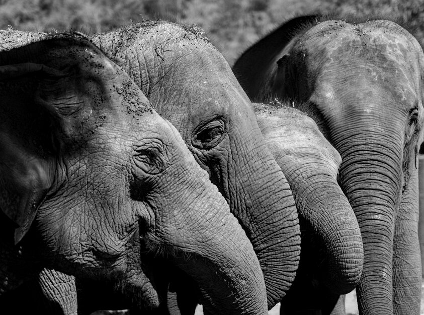 Elephant Nature Park