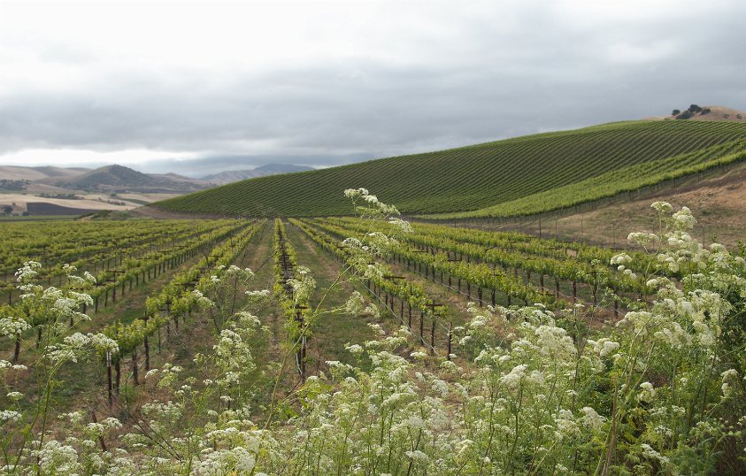 Vineyard