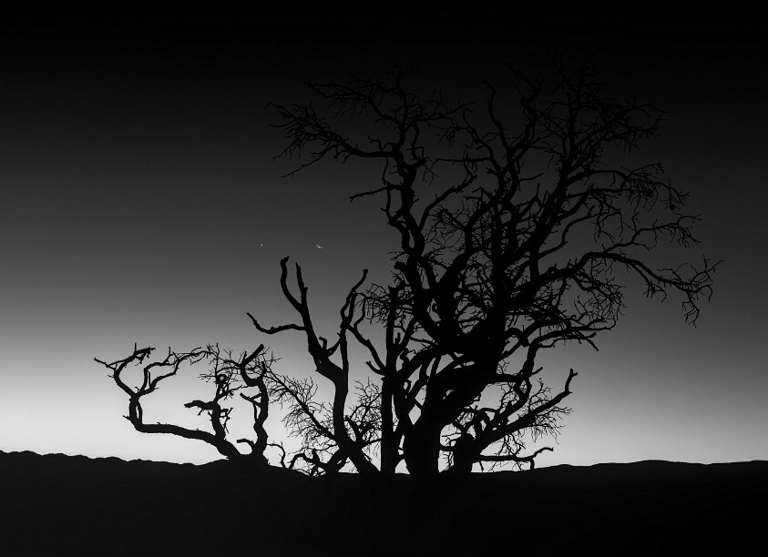 Moon, Venus, Tree