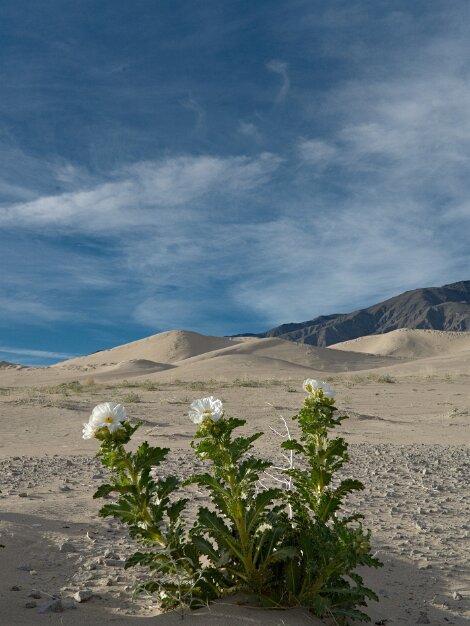 Panamint Dunes